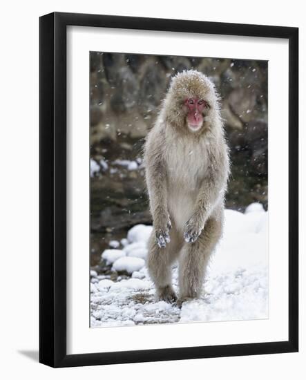 Japanese Macaque (Macaca Fuscata) Female Standing On Hind Legs In Snow, Jigokudani, Japan. February-Diane McAllister-Framed Photographic Print