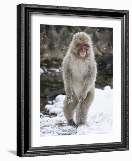 Japanese Macaque (Macaca Fuscata) Female Standing On Hind Legs In Snow, Jigokudani, Japan. February-Diane McAllister-Framed Photographic Print