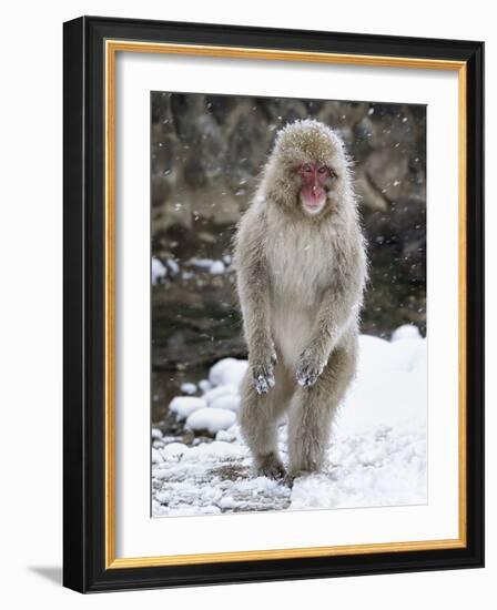 Japanese Macaque (Macaca Fuscata) Female Standing On Hind Legs In Snow, Jigokudani, Japan. February-Diane McAllister-Framed Photographic Print