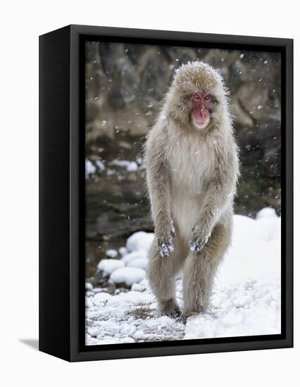 Japanese Macaque (Macaca Fuscata) Female Standing On Hind Legs In Snow, Jigokudani, Japan. February-Diane McAllister-Framed Premier Image Canvas