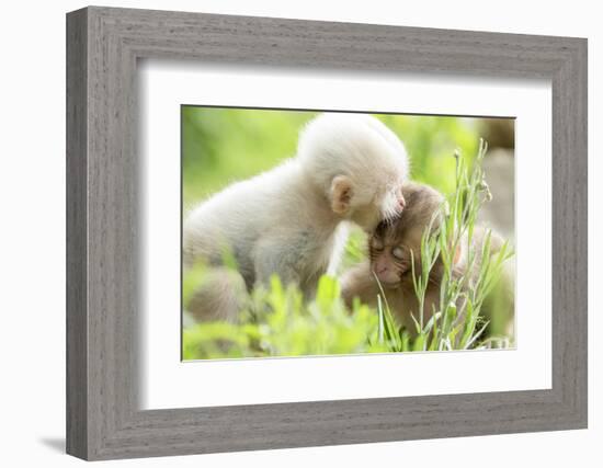 Japanese Macaque (Macaca Fuscata Fuscata) Rare White Furred Baby Playing with Another Baby-Yukihiro Fukuda-Framed Photographic Print