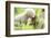 Japanese Macaque (Macaca Fuscata Fuscata) Rare White Furred Baby Playing with Another Baby-Yukihiro Fukuda-Framed Photographic Print