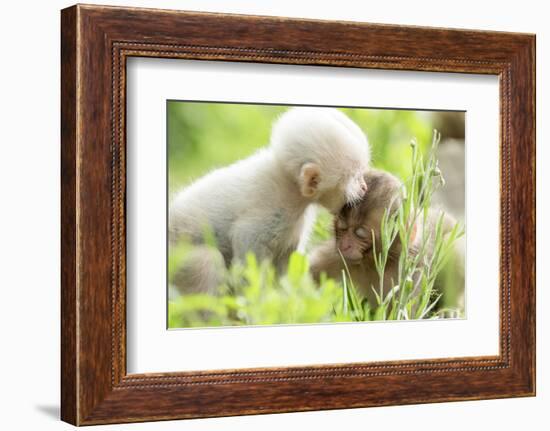 Japanese Macaque (Macaca Fuscata Fuscata) Rare White Furred Baby Playing with Another Baby-Yukihiro Fukuda-Framed Photographic Print