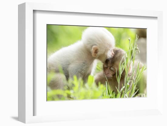 Japanese Macaque (Macaca Fuscata Fuscata) Rare White Furred Baby Playing with Another Baby-Yukihiro Fukuda-Framed Photographic Print