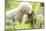 Japanese Macaque (Macaca Fuscata Fuscata) Rare White Furred Baby Playing with Another Baby-Yukihiro Fukuda-Mounted Photographic Print