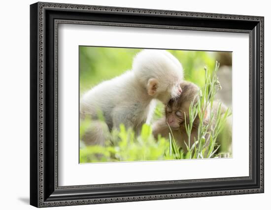 Japanese Macaque (Macaca Fuscata Fuscata) Rare White Furred Baby Playing with Another Baby-Yukihiro Fukuda-Framed Photographic Print