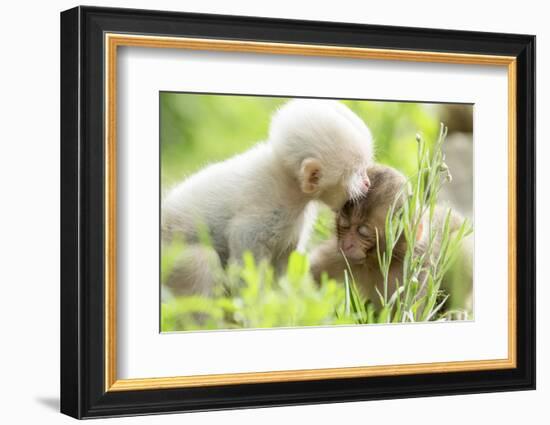 Japanese Macaque (Macaca Fuscata Fuscata) Rare White Furred Baby Playing with Another Baby-Yukihiro Fukuda-Framed Photographic Print