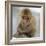 Japanese Macaque (Macaca Fuscata) Juvenile Portrait, Jigokudani, Japan. February-Diane McAllister-Framed Photographic Print