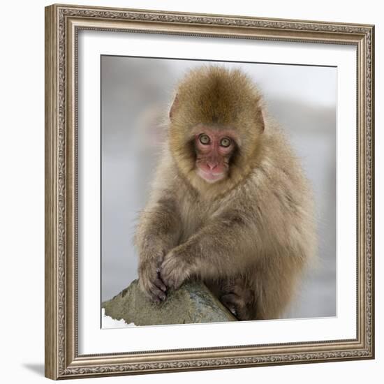 Japanese Macaque (Macaca Fuscata) Juvenile Portrait, Jigokudani, Japan. February-Diane McAllister-Framed Photographic Print