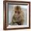 Japanese Macaque (Macaca Fuscata) Juvenile Portrait, Jigokudani, Japan. February-Diane McAllister-Framed Photographic Print