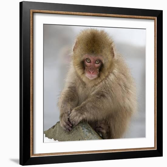 Japanese Macaque (Macaca Fuscata) Juvenile Portrait, Jigokudani, Japan. February-Diane McAllister-Framed Photographic Print