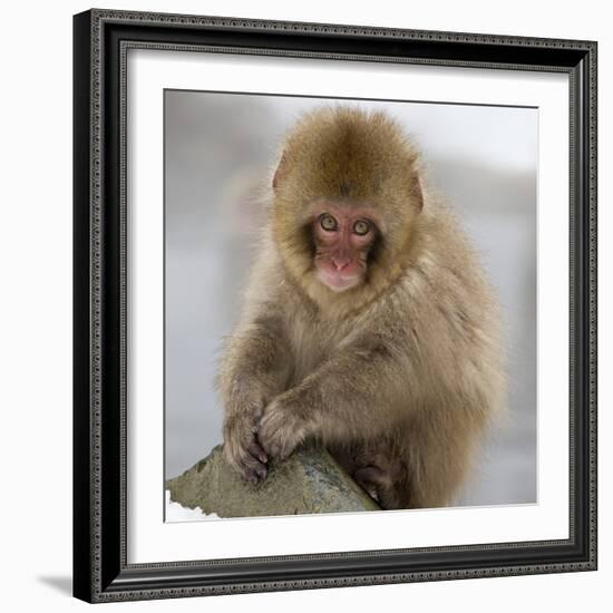 Japanese Macaque (Macaca Fuscata) Juvenile Portrait, Jigokudani, Japan. February-Diane McAllister-Framed Photographic Print