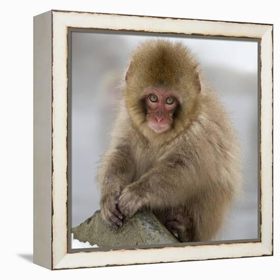 Japanese Macaque (Macaca Fuscata) Juvenile Portrait, Jigokudani, Japan. February-Diane McAllister-Framed Premier Image Canvas