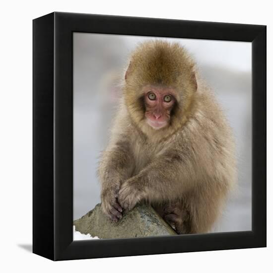 Japanese Macaque (Macaca Fuscata) Juvenile Portrait, Jigokudani, Japan. February-Diane McAllister-Framed Premier Image Canvas