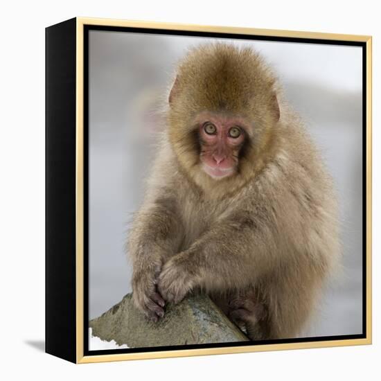 Japanese Macaque (Macaca Fuscata) Juvenile Portrait, Jigokudani, Japan. February-Diane McAllister-Framed Premier Image Canvas