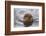 Japanese Macaque (Macaca Fuscata) Juvenile Swimming in Hot Spring, Jigokudani, Japan-Diane McAllister-Framed Photographic Print