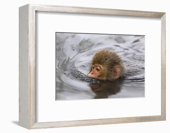 Japanese Macaque (Macaca Fuscata) Juvenile Swimming in Hot Spring, Jigokudani, Japan-Diane McAllister-Framed Photographic Print
