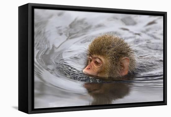 Japanese Macaque (Macaca Fuscata) Juvenile Swimming in Hot Spring, Jigokudani, Japan-Diane McAllister-Framed Premier Image Canvas