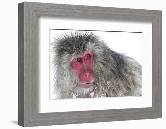 Japanese Macaque (Macaca Fuscata) Male Watching Another Male at the Monkey Park in Jigokudani-Diane McAllister-Framed Photographic Print