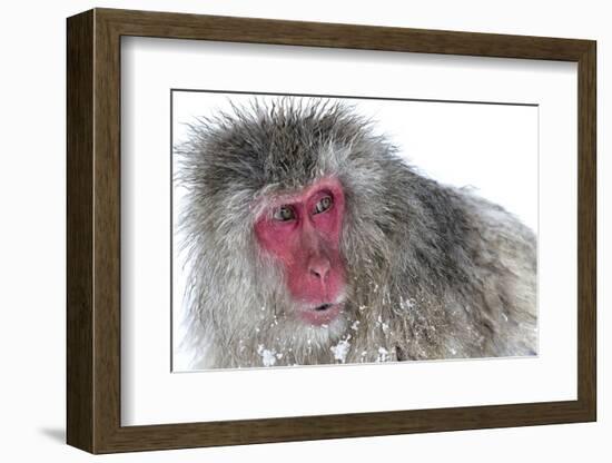 Japanese Macaque (Macaca Fuscata) Male Watching Another Male at the Monkey Park in Jigokudani-Diane McAllister-Framed Photographic Print