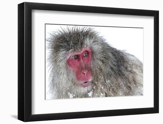 Japanese Macaque (Macaca Fuscata) Male Watching Another Male at the Monkey Park in Jigokudani-Diane McAllister-Framed Photographic Print