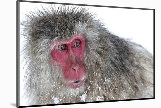 Japanese Macaque (Macaca Fuscata) Male Watching Another Male at the Monkey Park in Jigokudani-Diane McAllister-Mounted Photographic Print