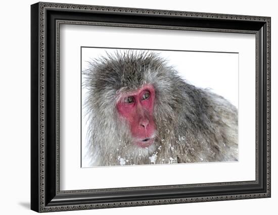Japanese Macaque (Macaca Fuscata) Male Watching Another Male at the Monkey Park in Jigokudani-Diane McAllister-Framed Photographic Print