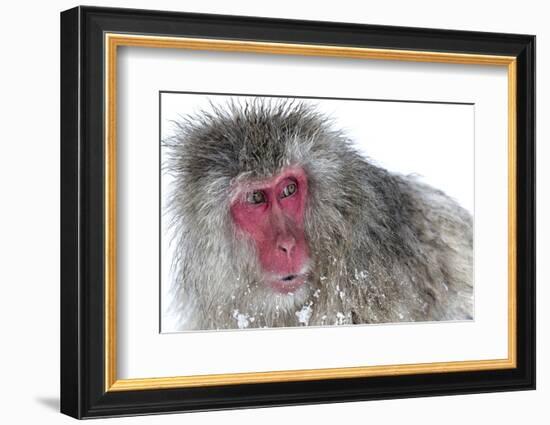 Japanese Macaque (Macaca Fuscata) Male Watching Another Male at the Monkey Park in Jigokudani-Diane McAllister-Framed Photographic Print