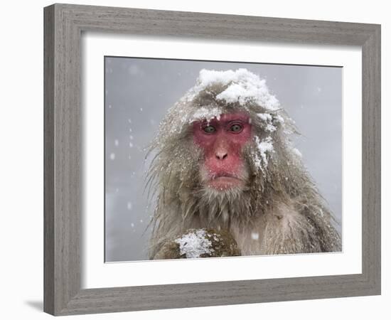 Japanese Macaque (Macaca Fuscata) Mother Holding Her Baby In Snowstorm, Jigokudani, Japan-Diane McAllister-Framed Photographic Print