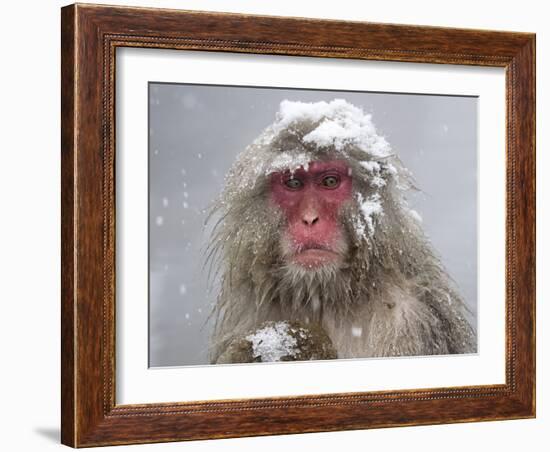 Japanese Macaque (Macaca Fuscata) Mother Holding Her Baby In Snowstorm, Jigokudani, Japan-Diane McAllister-Framed Photographic Print