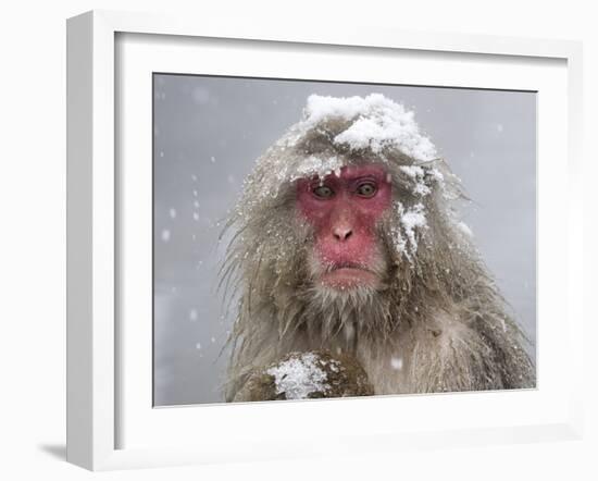 Japanese Macaque (Macaca Fuscata) Mother Holding Her Baby In Snowstorm, Jigokudani, Japan-Diane McAllister-Framed Photographic Print