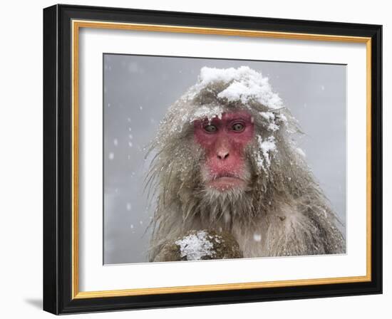 Japanese Macaque (Macaca Fuscata) Mother Holding Her Baby In Snowstorm, Jigokudani, Japan-Diane McAllister-Framed Photographic Print