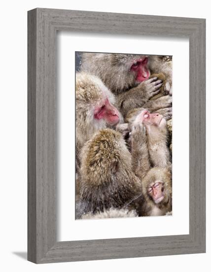 Japanese Macaque (Macaca Fuscata) Mothers Grooming Their Babies In The Hot Springs Of Jigokudani-Diane McAllister-Framed Photographic Print