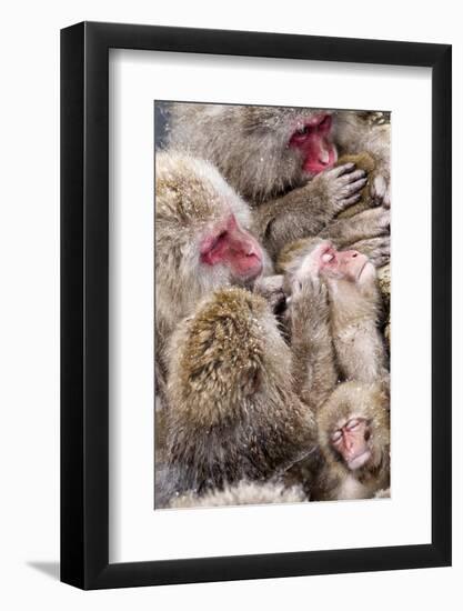 Japanese Macaque (Macaca Fuscata) Mothers Grooming Their Babies In The Hot Springs Of Jigokudani-Diane McAllister-Framed Photographic Print