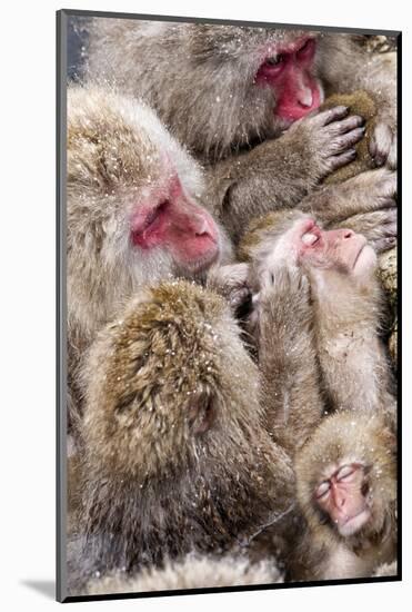 Japanese Macaque (Macaca Fuscata) Mothers Grooming Their Babies In The Hot Springs Of Jigokudani-Diane McAllister-Mounted Photographic Print