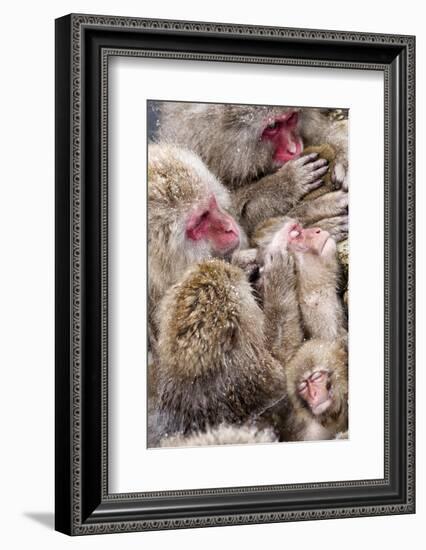 Japanese Macaque (Macaca Fuscata) Mothers Grooming Their Babies In The Hot Springs Of Jigokudani-Diane McAllister-Framed Photographic Print