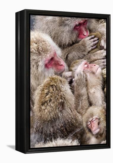 Japanese Macaque (Macaca Fuscata) Mothers Grooming Their Babies In The Hot Springs Of Jigokudani-Diane McAllister-Framed Premier Image Canvas