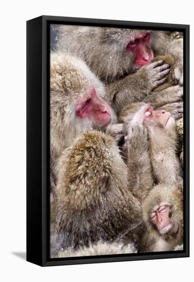 Japanese Macaque (Macaca Fuscata) Mothers Grooming Their Babies In The Hot Springs Of Jigokudani-Diane McAllister-Framed Premier Image Canvas