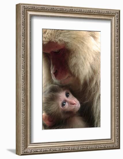 Japanese Macaque (Macaca Fuscata) Nursing One Month Old Baby-Yukihiro Fukuda-Framed Photographic Print