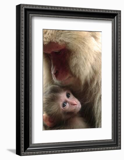 Japanese Macaque (Macaca Fuscata) Nursing One Month Old Baby-Yukihiro Fukuda-Framed Photographic Print