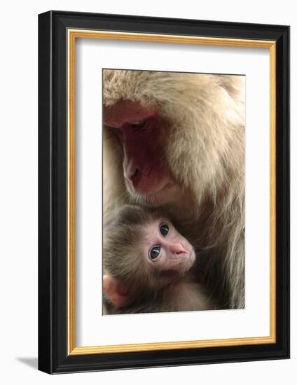 Japanese Macaque (Macaca Fuscata) Nursing One Month Old Baby-Yukihiro Fukuda-Framed Photographic Print