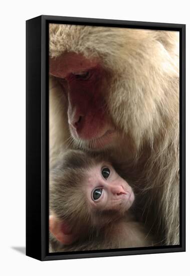 Japanese Macaque (Macaca Fuscata) Nursing One Month Old Baby-Yukihiro Fukuda-Framed Premier Image Canvas