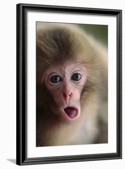 Japanese Macaque (Macaca Fuscata) One Month Old, Jigokudani, Joshinetsu Kogen Np, Nagano, Japan-Yukihiro Fukuda-Framed Photographic Print
