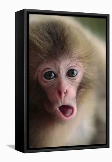 Japanese Macaque (Macaca Fuscata) One Month Old, Jigokudani, Joshinetsu Kogen Np, Nagano, Japan-Yukihiro Fukuda-Framed Premier Image Canvas