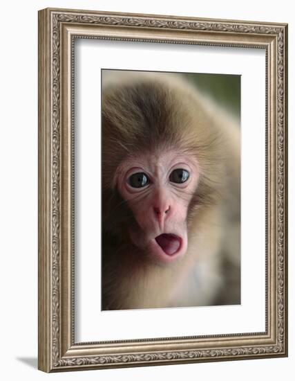 Japanese Macaque (Macaca Fuscata) One Month Old, Jigokudani, Joshinetsu Kogen Np, Nagano, Japan-Yukihiro Fukuda-Framed Photographic Print