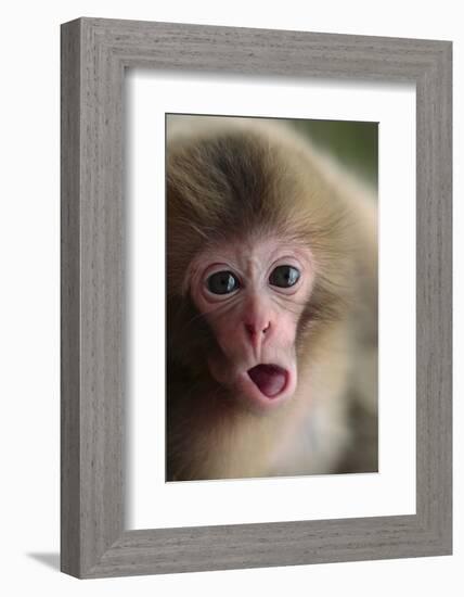 Japanese Macaque (Macaca Fuscata) One Month Old, Jigokudani, Joshinetsu Kogen Np, Nagano, Japan-Yukihiro Fukuda-Framed Photographic Print