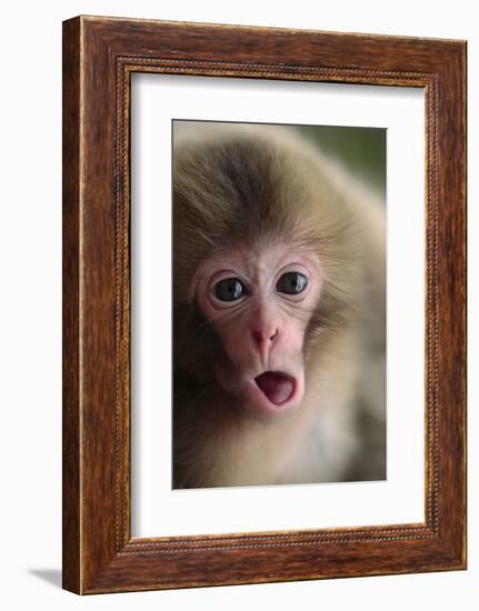 Japanese Macaque (Macaca Fuscata) One Month Old, Jigokudani, Joshinetsu Kogen Np, Nagano, Japan-Yukihiro Fukuda-Framed Photographic Print