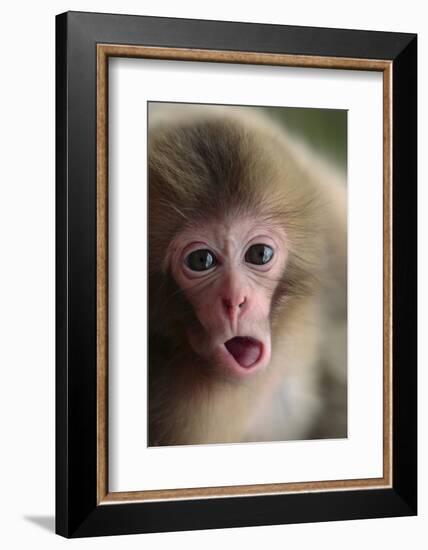 Japanese Macaque (Macaca Fuscata) One Month Old, Jigokudani, Joshinetsu Kogen Np, Nagano, Japan-Yukihiro Fukuda-Framed Photographic Print