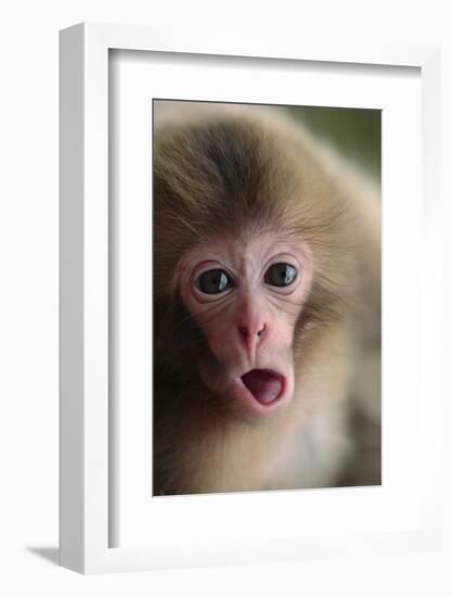 Japanese Macaque (Macaca Fuscata) One Month Old, Jigokudani, Joshinetsu Kogen Np, Nagano, Japan-Yukihiro Fukuda-Framed Photographic Print