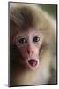 Japanese Macaque (Macaca Fuscata) One Month Old, Jigokudani, Joshinetsu Kogen Np, Nagano, Japan-Yukihiro Fukuda-Mounted Photographic Print